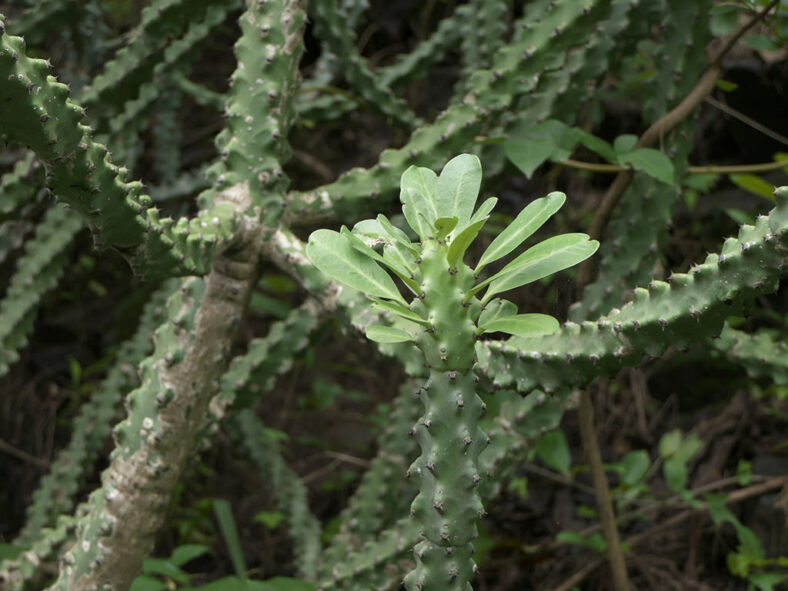 Euphorbia neriifolia, commonly known as Indian Spurge Tree