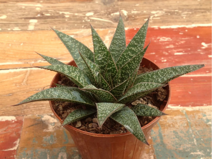 Gasteraloe 'Flow'