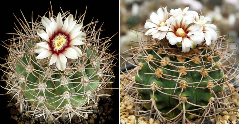 Gymnocalycium castellanosii - World of Succulents