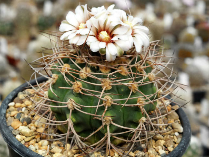 Gymnocalycium castellanosii