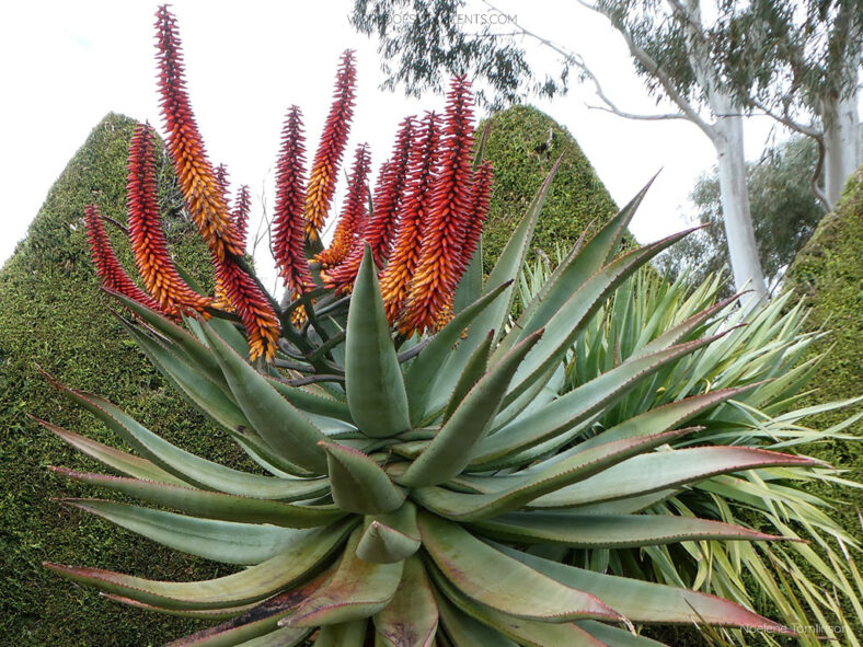 How to Grow and Care for Aloe (Aloe ferox)