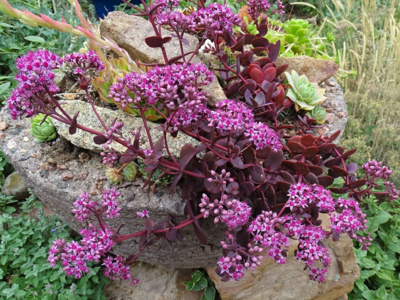 Hylotelephium 'Cherry Tart' aka Sedum 'Cherry Tart'