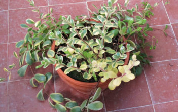 Kalanchoe manginii f. variegata Kalanchoe manginii f. variegata
