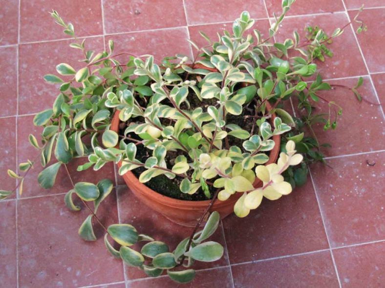 Kalanchoe manginii 'Variegata' aka Bryophyllum manginii 'Variegata'