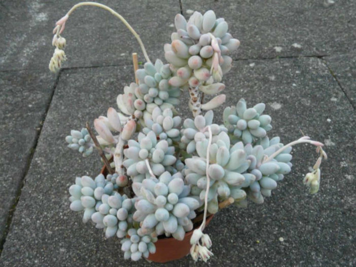 Pachyphytum rzedowskii