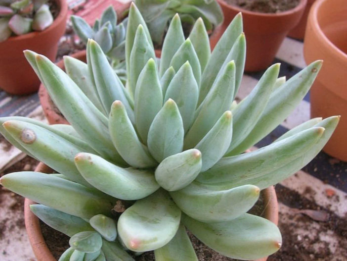 2 pot Rooted Pachyveria Glauca /'Little jewel/' Succulent