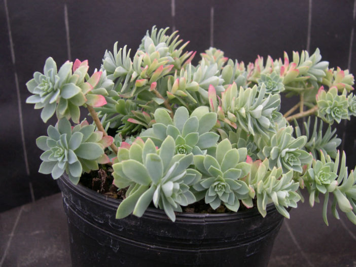 Sedum palmeri 'Guatemalan Mini'