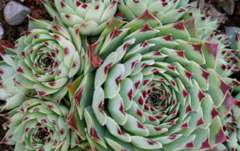 Sempervivum calcareum 'Greenii' Sempervivum calcareum 'Greenii'