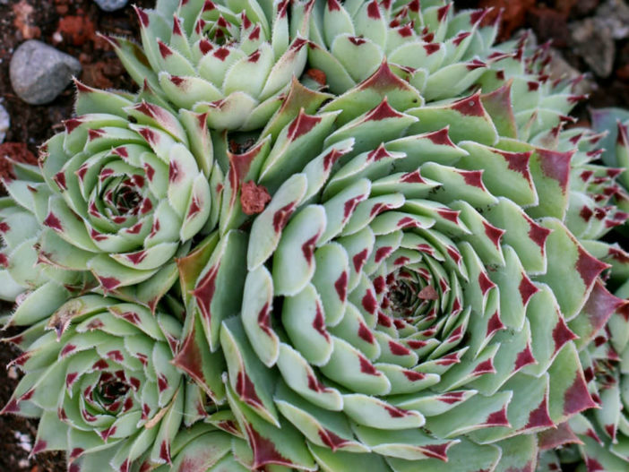 Sempervivum calcareum 'Greenii'