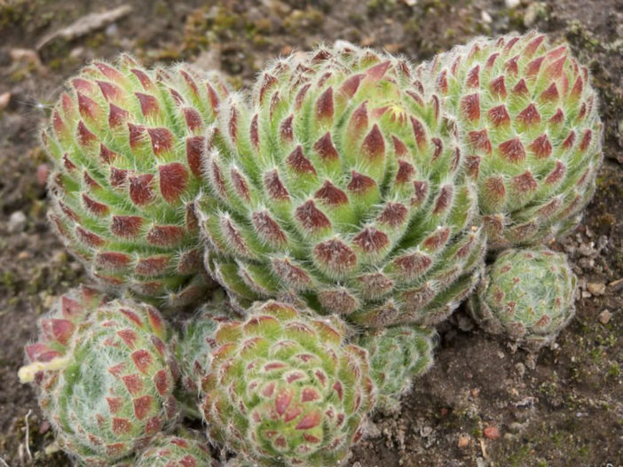 Sempervivum ciliosum (Teneriffe Houseleek)