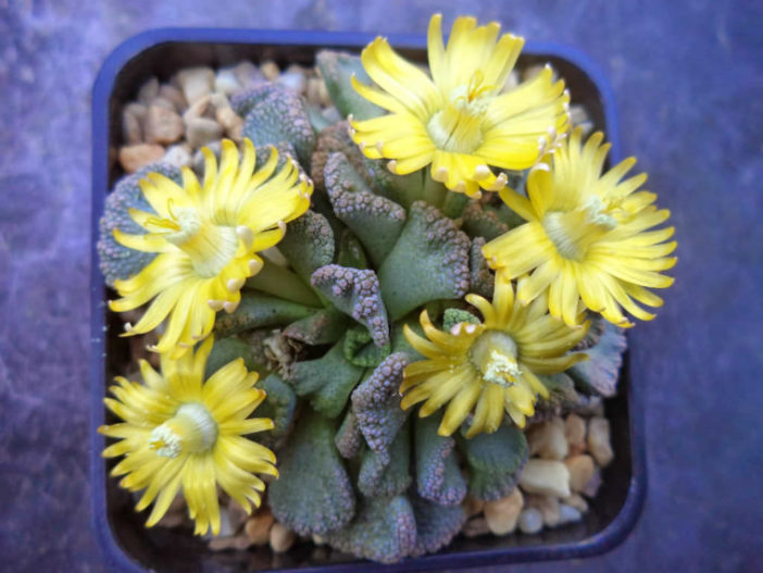 Titanopsis fulleri