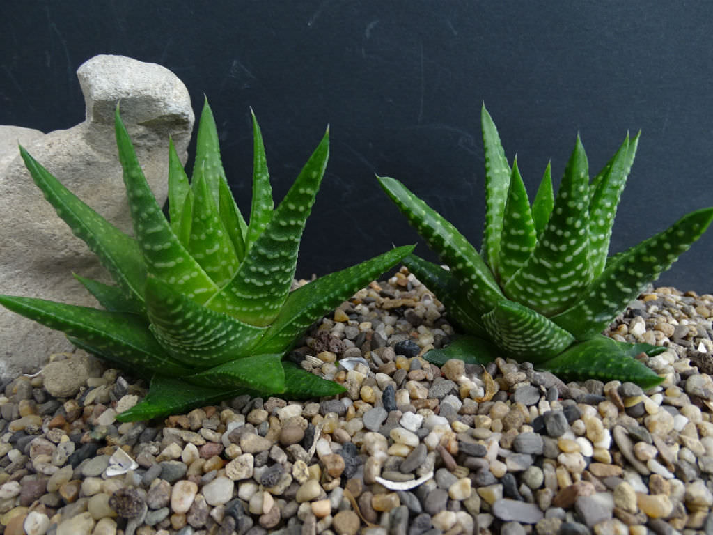 Tulista kingiana aka Haworthia kingiana