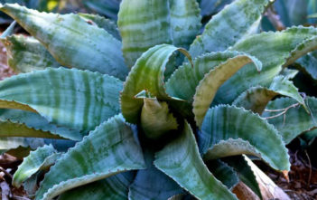 Agave marmorata (Marbled Agave) Agave marmorata (Marbled Agave)