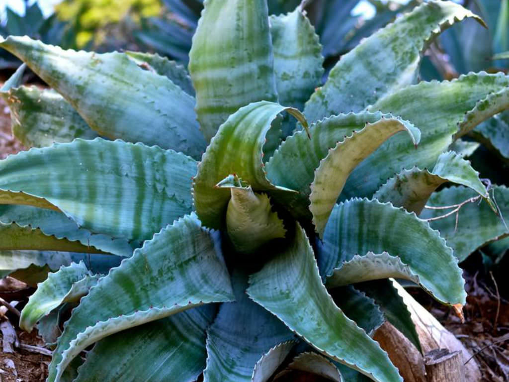 Agave marmorata (Marbled Agave)