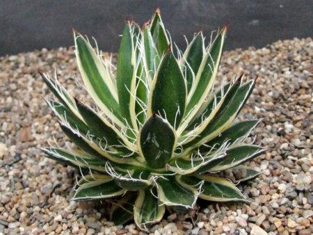 Agave schidigera 'Shira ito no Ohi' - World of Succulents