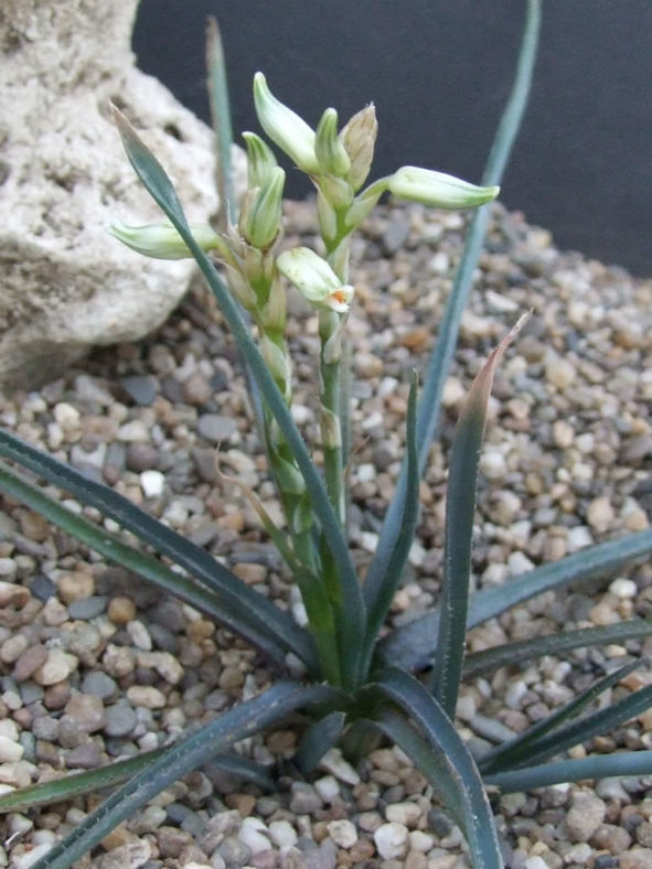 Aloe albida (Grass Aloe)
