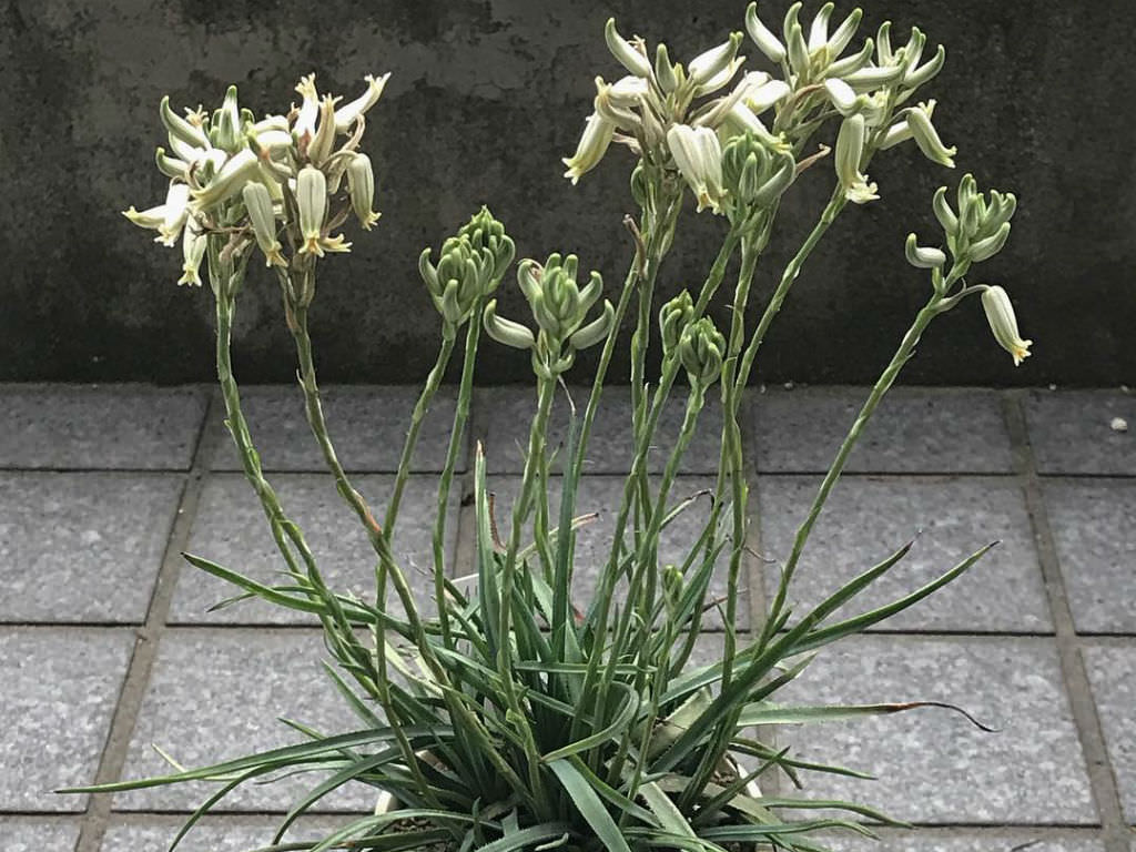 Aloe albida (Grass Aloe)