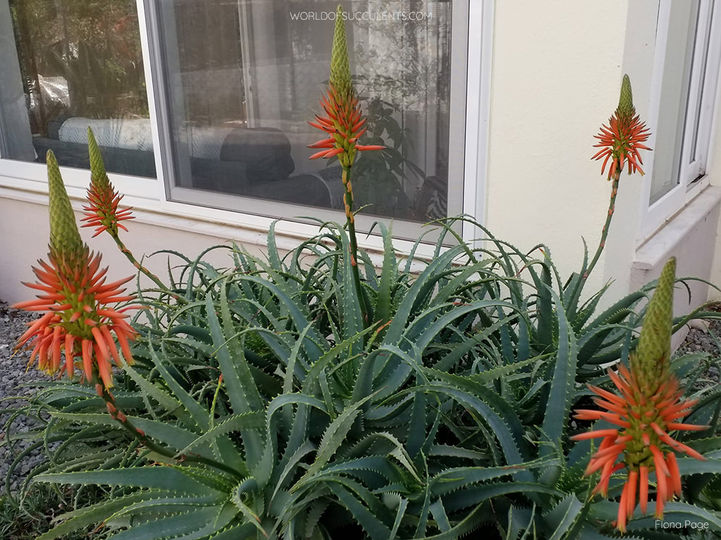 Aloe arborescens, commonly known as Torch Aloe