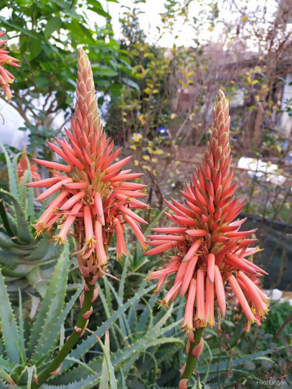 Flower spikes Aloe arborescens, commonly known as Torch Aloe