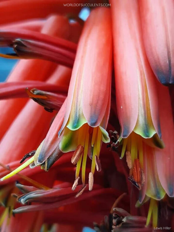 Flower close-up. Aloe arborescens, commonly known as Torch Aloe