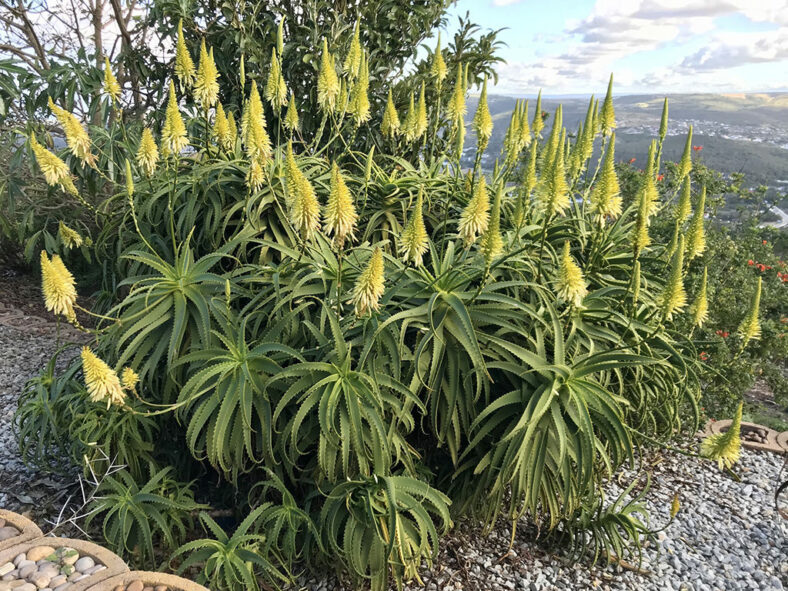 Yellow-flowered form of Aloe arborescens, commonly known as Torch Aloe