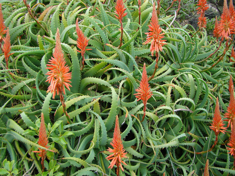 Aloe arborescens, commonly known as Torch Aloe