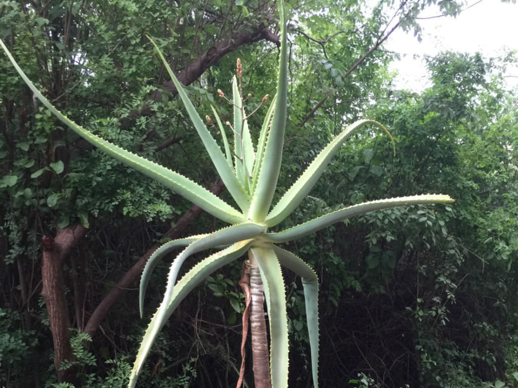 Aloe ballyi (Rat Aloe)