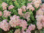 How to Grow and Care for Crassula - World of Succulents