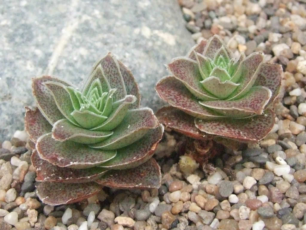 Crassula montana