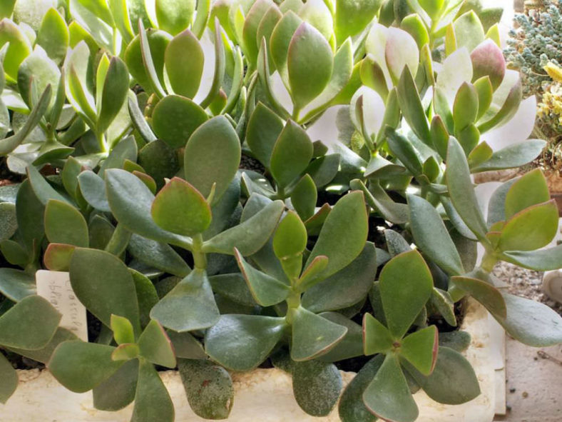 Crassula ovata 'Obliqua' (Jade Plant)