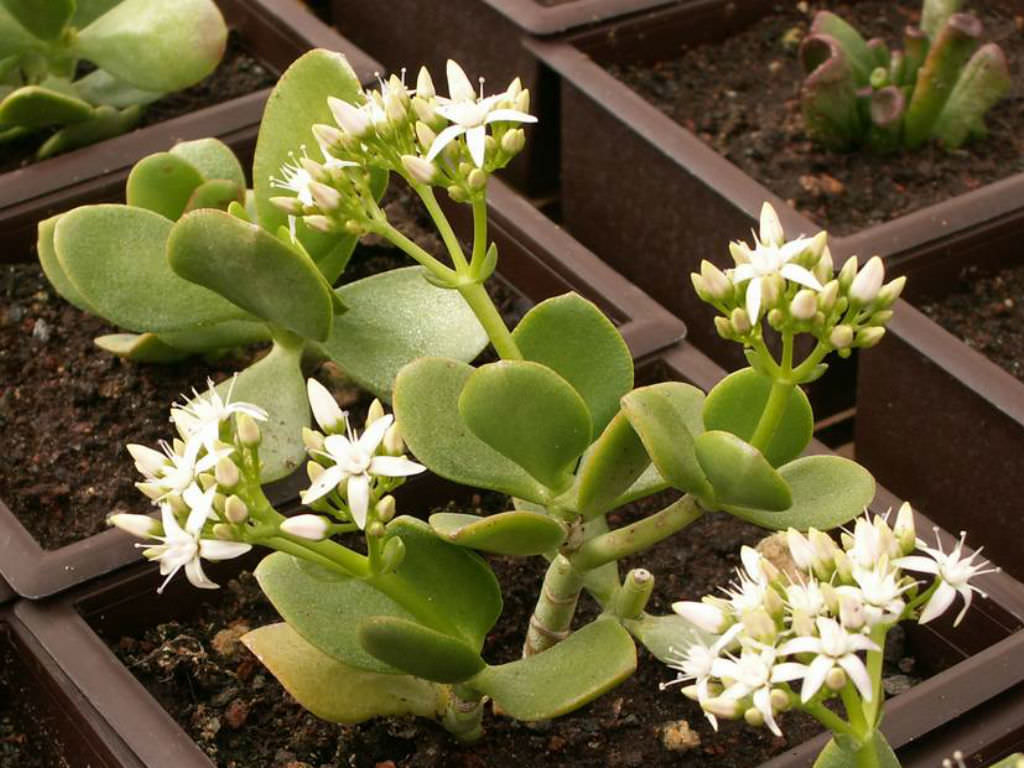 Crassula ovata 'Obliqua' (Jade Plant) - World of Succulents