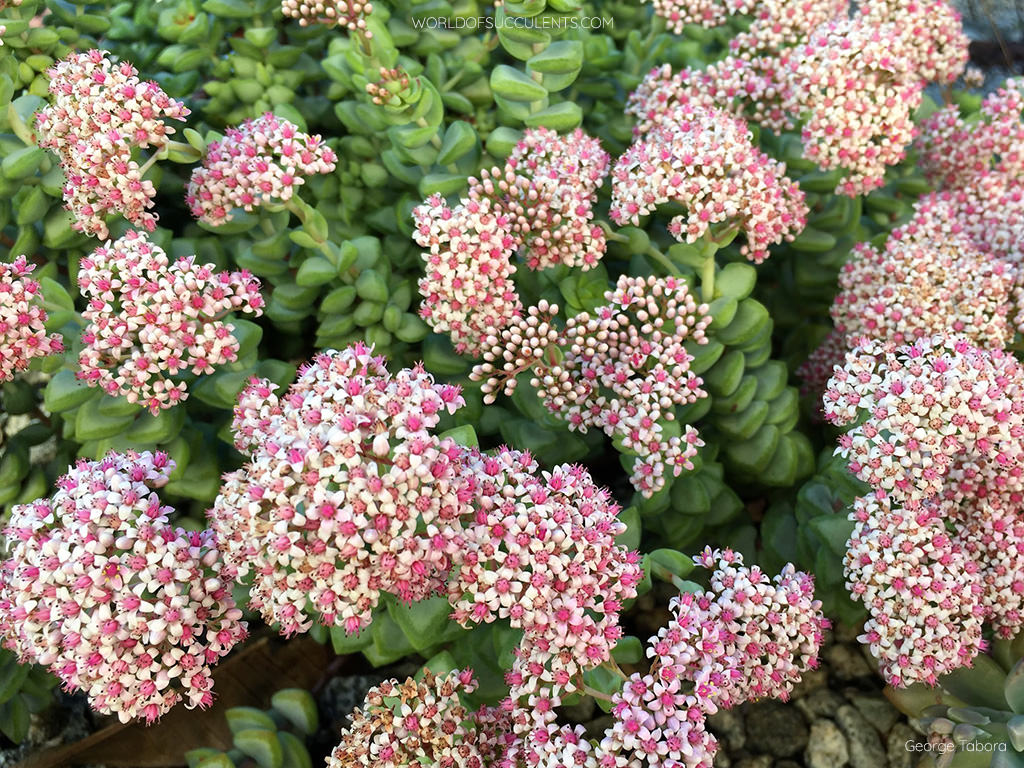 Crassula grow and care