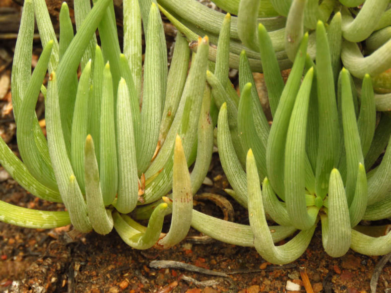 Curio acaulis aka Senecio acaulis