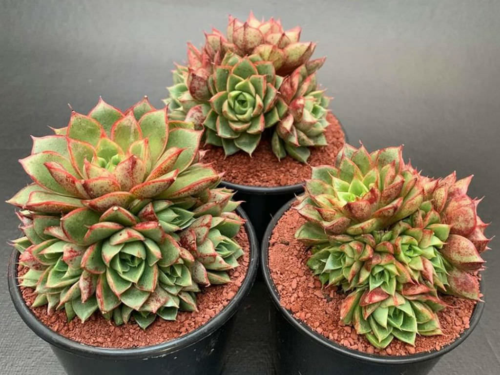 Echeveria 'Shamrock'