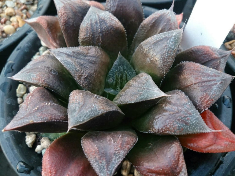 Haworthia chocolate world of succulents