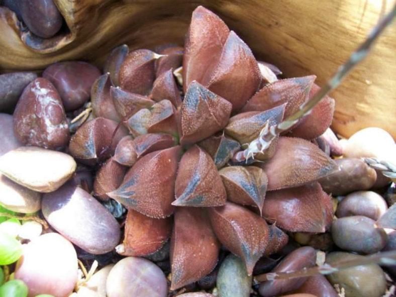 Haworthia 'Chocolate'