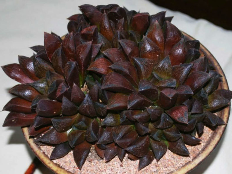 Haworthia 'Chocolate'