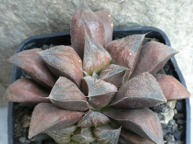 Haworthia 'Chocolate'