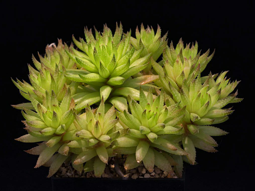 Haworthia reticulata