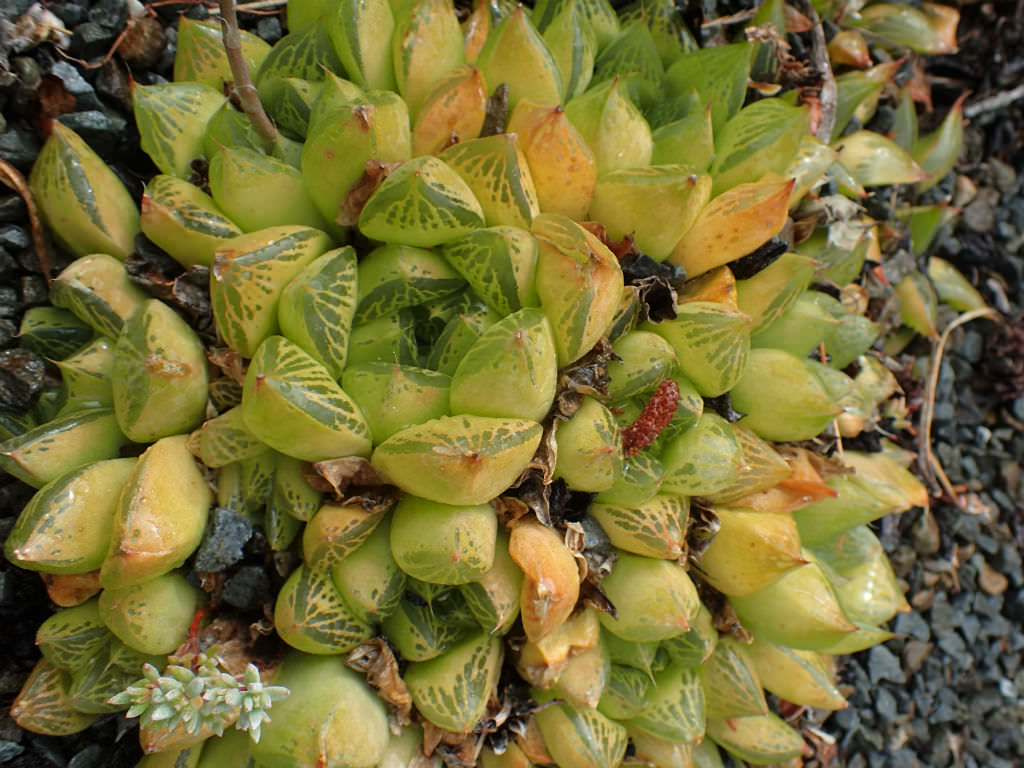 Haworthia transiens aka Haworthia cymbiformis var. transiens