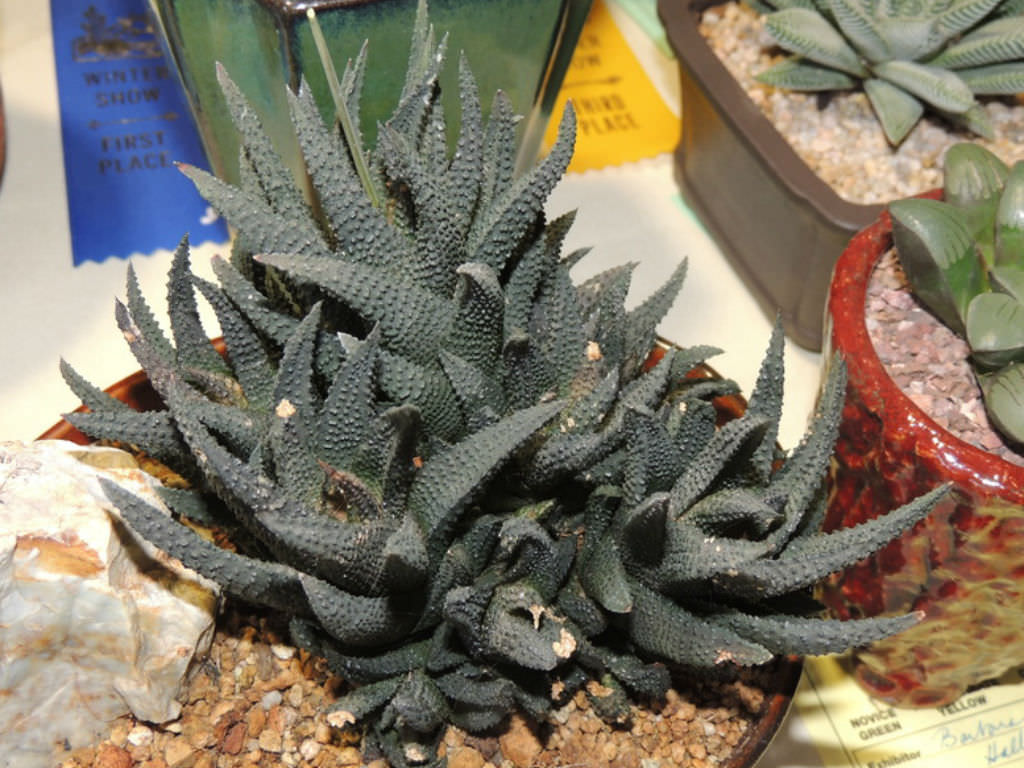 Haworthiopsis scabra