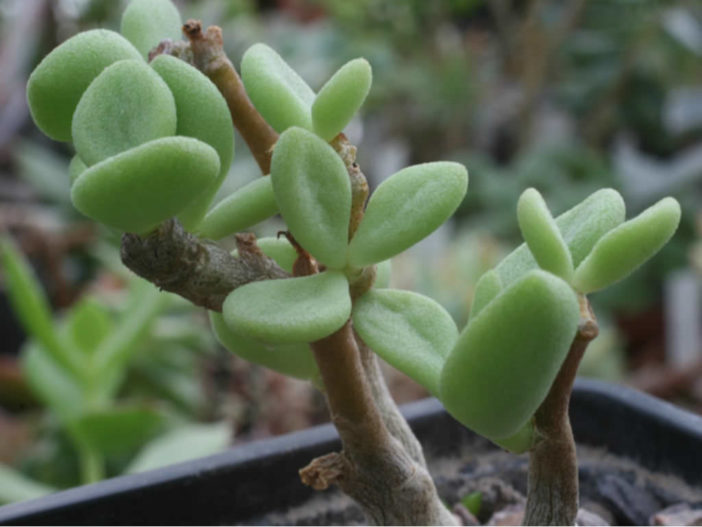 Tylecodon bodleyae - World of Succulents