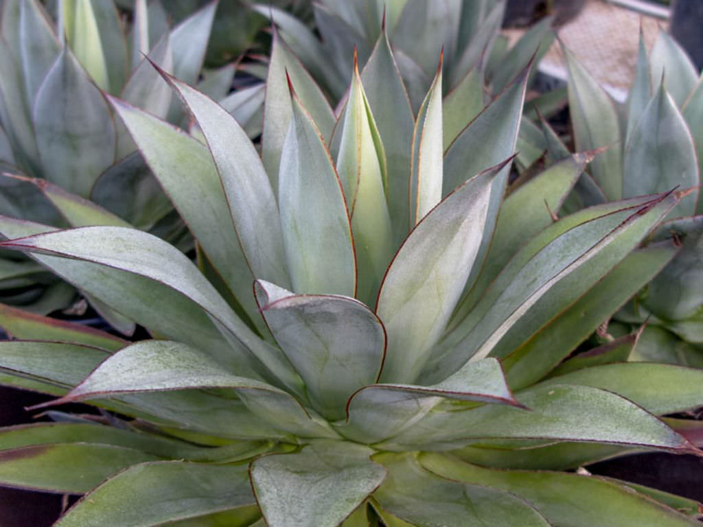 Agave 'Moonshine'