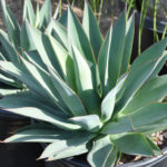 Agave 'Moonshine' - World of Succulents