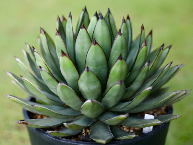 Agave 'Royal Spine' aka Agave 'Green Steel'