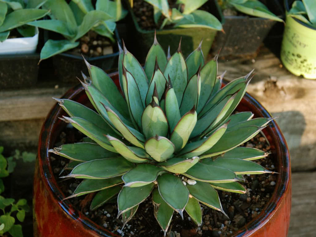 Agave 'Royal Spine' aka Agave 'Green Steel'