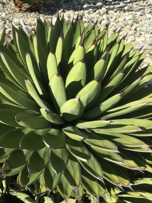 Agave 'Royal Spine' aka Agave 'Green Steel'