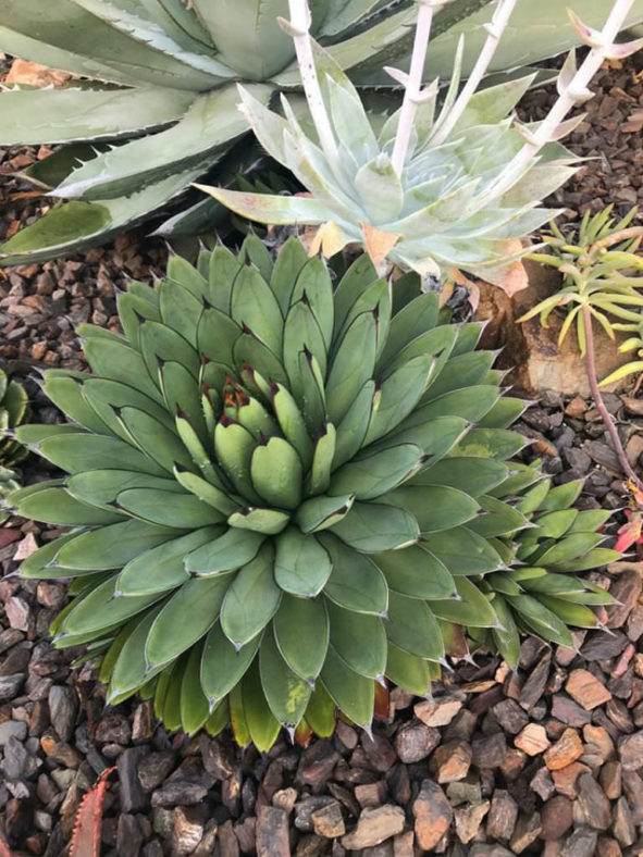 Agave 'Royal Spine' aka Agave 'Green Steel'