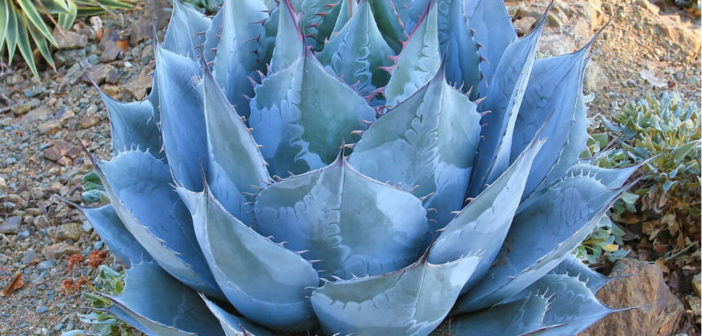 Agave parrasana (Cabbage Head Agave) - World of Succulents