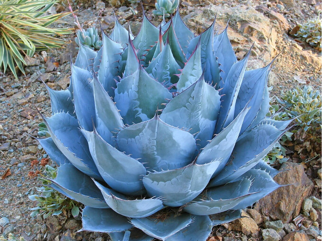 Agave parrasana (Cabbage Head Agave)